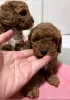 Photo №1. poodle (toy) - for sale in the city of Belgrade | negotiated | Announcement № 125197