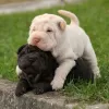 Photo №1. shar pei - for sale in the city of Валлетта | Is free | Announcement № 82064