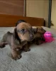 Photo №3. Beautiful Vaccinated dachshund puppies available for sale now for loving homes. Luxembourg