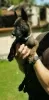 Additional photos: Dutch Shepherd puppies