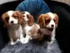 Photo №1. cavalier king charles spaniel - for sale in the city of Looe | 426$ | Announcement № 11283