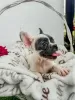 Photo №4. I will sell french bulldog in the city of Sremska Mitrovica. breeder - price - negotiated