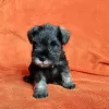 Photo №1. standard schnauzer - for sale in the city of Belgrade | negotiated | Announcement № 99355