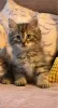 Photo №2 to announcement № 125423 for the sale of siberian cat - buy in Germany 