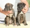 Photo №4. I will sell cane corso in the city of Vršac. breeder - price - negotiated