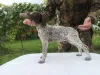 Photo №1. german shorthaired pointer - for sale in the city of Mogilyov | negotiated | Announcement № 26352