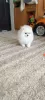 Photo №4. I will sell pomeranian in the city of Bremen. private announcement - price - 380$