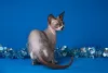 Photo №3. Canadian Sphynx, Elf, Bambino. Russian Federation