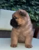 Additional photos: Chow Chow puppies for sale