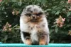 Photo №1. non-pedigree dogs - for sale in the city of Ларошетт | 634$ | Announcement № 70997