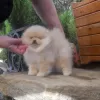 Additional photos: Szpic Pomeranian puppies male and female puppies.