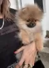 Additional photos: Pomeranian, purebred puppies