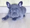 Photo №1. french bulldog - for sale in the city of Trondheim | negotiated | Announcement № 78482