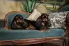 Photo №4. I will sell cavalier king charles spaniel in the city of Kohtla-Järve. from nursery - price - negotiated