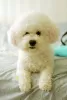 Additional photos: Excellent Bichon Frize puppies