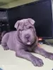 Photo №3. Shar Pei blue color. Ukraine