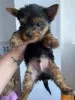 Photo №2 to announcement № 43027 for the sale of yorkshire terrier - buy in Germany private announcement