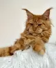 Photo №2 to announcement № 103702 for the sale of maine coon - buy in Germany breeder