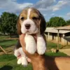 Additional photos: Two beautiful beagle puppies for sale