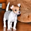 Photo №2 to announcement № 8498 for the sale of toy fox terrier - buy in Russian Federation breeder