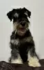 Additional photos: Miniature schnauzer puppies