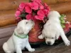 Photo №3. Labrador puppies from a breeder. Russian Federation