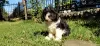 Additional photos: CAVAPOO tricolor puppy