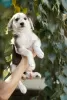 Photo №3. Puppy-girl Button is looking for a home. Russian Federation