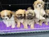 Additional photos: Lhasa Apso-puppy's