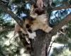 Photo №3. Tortoiseshell Maine Coon cat. Russian Federation