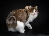 Additional photos: Kurilian Bobtail