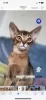 Additional photos: Abyssinian kittens