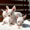 Photo №3. Beutiful Chihuahua Puppies for Rehoming. United Kingdom