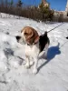 Photo №1. Mating service - breed: beagle. Price - negotiated