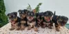 Photo №3. Yorkie terrier puppies. Serbia