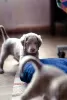 Additional photos: Long haired Weimaraner puppy