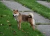 Additional photos: Shiba Inu TOP puppies