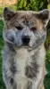 Additional photos: Akita Inu puppies for sale