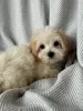 Photo №3. MALTIPOO TEACUP PUPPY. United States