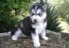 Photo №2 to announcement № 128855 for the sale of siberian husky - buy in Switzerland 