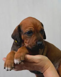 Additional photos: Beautiful puppies of Rhodesian Ridgebacks