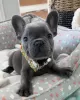 Photo №1. french bulldog - for sale in the city of Helsinki | 424$ | Announcement № 130404