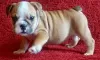 Photo №1. american bulldog - for sale in the city of St. Petersburg | Is free | Announcement № 10866