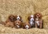 Photo №1. cavalier king charles spaniel - for sale in the city of Mäntsälä | Is free | Announcement № 129438