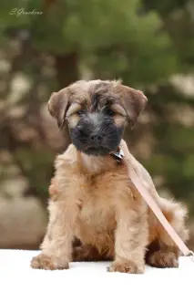 Additional photos: Puppies Irish Soft Coated Wheaten Terrier.