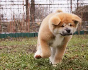 Photo №4. I will sell akita in the city of Киев. from nursery - price - 350$