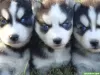 Photo №1. siberian husky - for sale in the city of Beresje | negotiated | Announcement № 64989