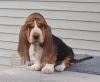 Photo №1. basset hound - for sale in the city of Benapole | negotiated | Announcement № 11007