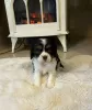 Photo №2 to announcement № 128979 for the sale of cavalier king charles spaniel - buy in United States private announcement