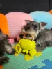 Additional photos: Miniature Schnauzer